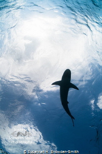 "Shark In The Sky"
A Caribbean reef shark is silhouetted... by Susannah H. Snowden-Smith 